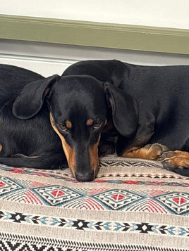 TWIN KEEPER DOG COLLAR