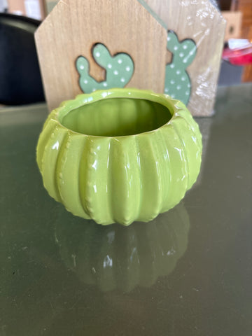 Cactus 🌵 dish