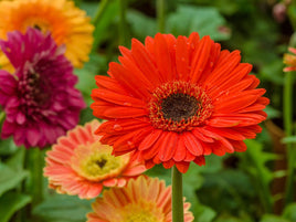 Gerbera single