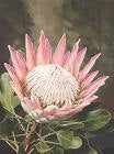 King protea