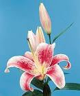 Lilliums sleeve