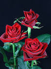 Finest rose