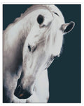 Frames canvas Purity the horse