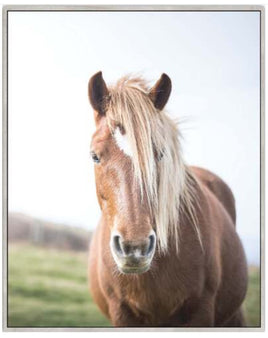 Framed canvas Rusty the horse